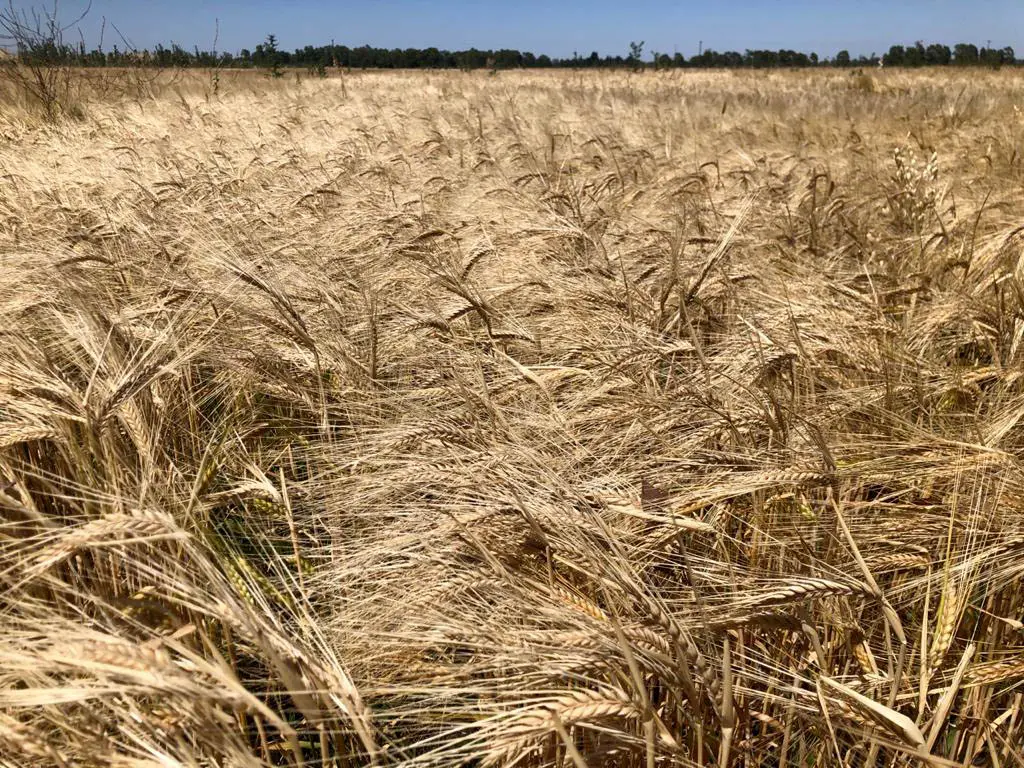 La agroecología, una opción competitiva y sostenible