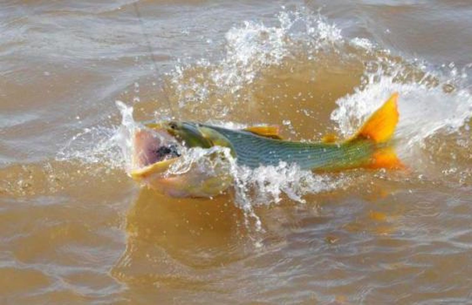 Video: Cardumen de dorados se deleita con churros y bolas de fraile