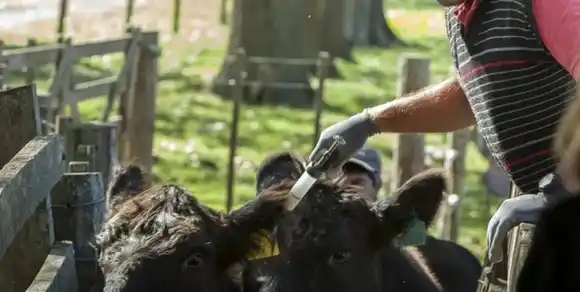 Nación habilitó la importación de vacunas contra la aftosa y productos veterinarios
