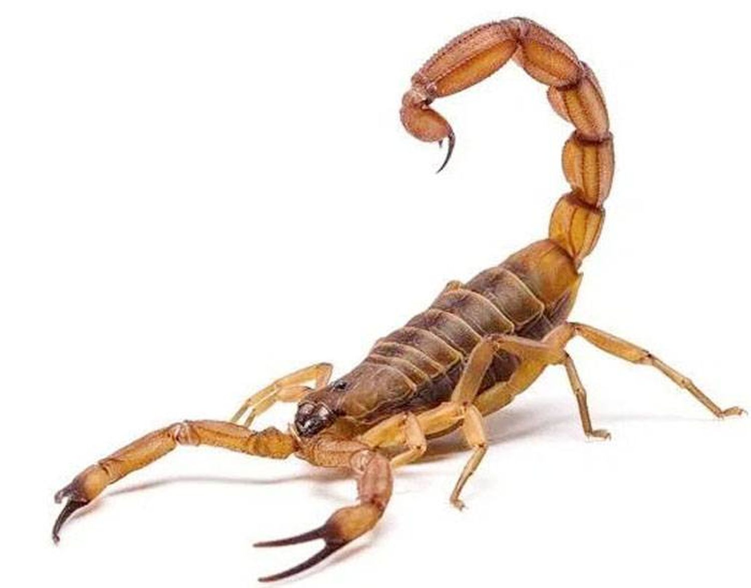 Escorpiones o alacranes entre nosotros