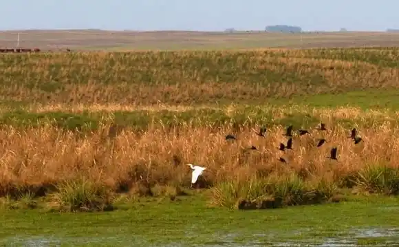 El Estado protegerá y preservará pastizales naturales