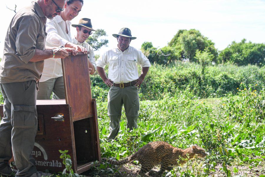 El Ministerio de Ambiente y Cambio Climático liberó a un gato montés, dos zorros grises y tres carpinchos