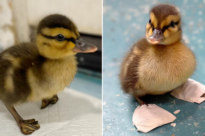 Patito huérfano con malformación aprende a caminar gracias a zapatos ortopédicos