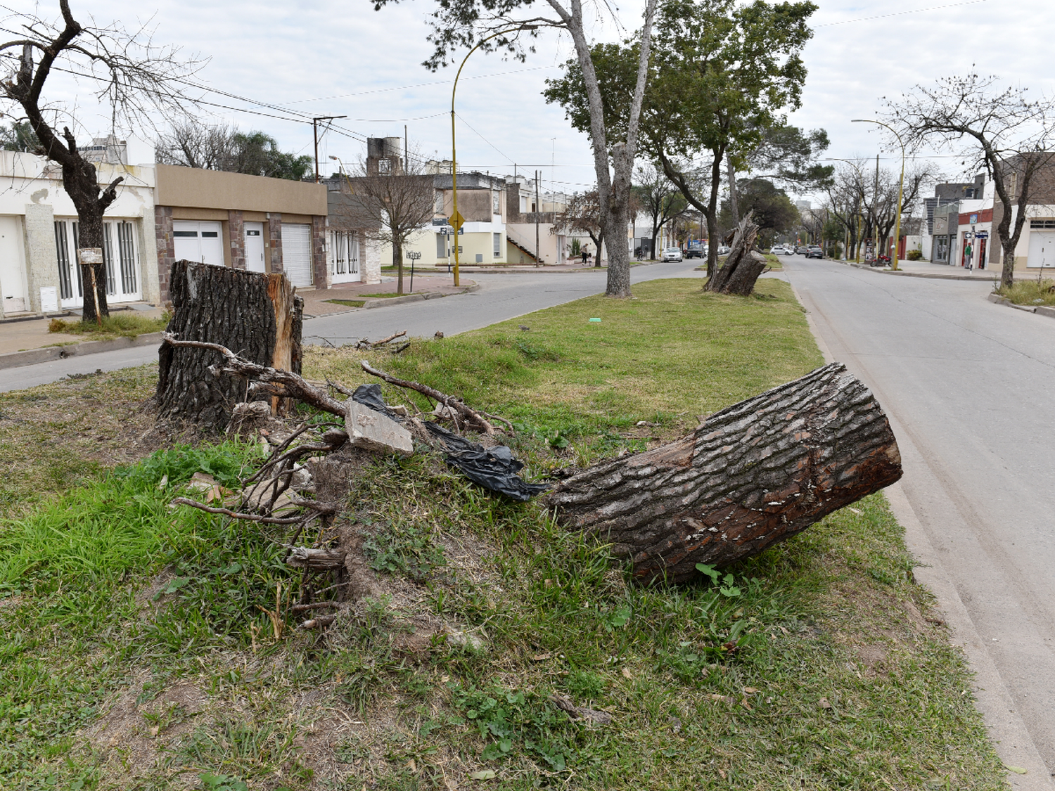 El municipio plantará más de 2.000 árboles antes de fin de año