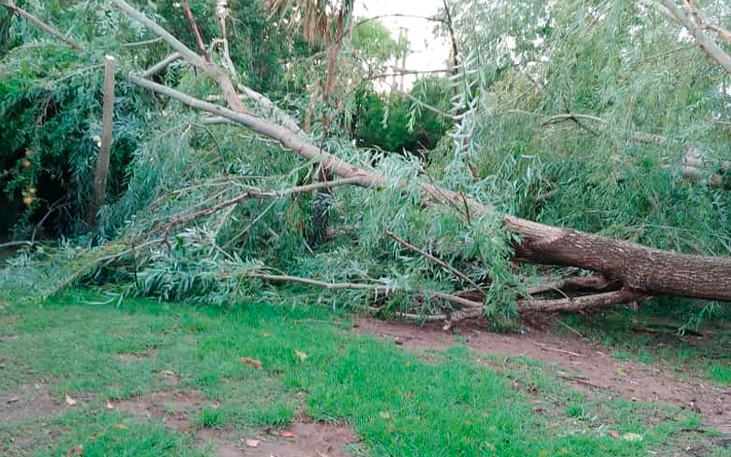 Temporal: “Muchos árboles caídos en Laprida al 4000”