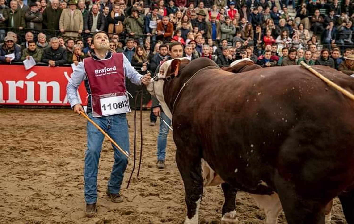 Eligieron al mejor toro del mundo, y el criador es de Gualeguaychú