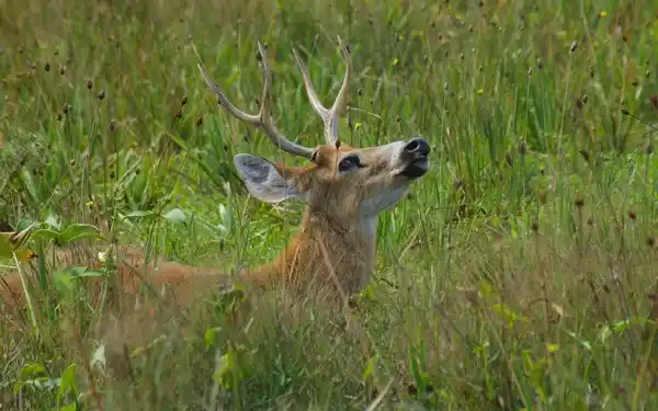 Vacantes para trabajar en el Parque Nacional Ciervo de los Pantanos