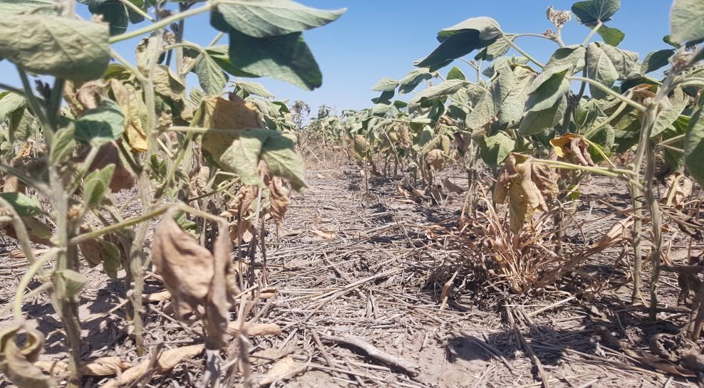 Los rubros con mayores diferencias según los montos exportados fueron los cereales