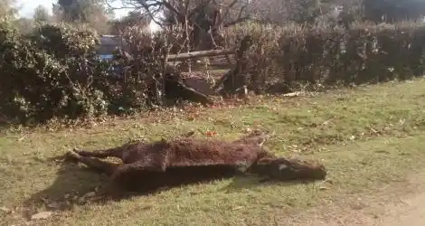 Pobre animal