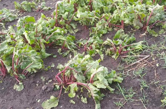 Clima vs el campo: las consecuencias de las heladas que afectan al país