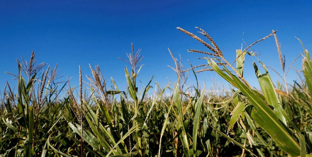 En maíz, la condición de los cultivos también se deterioró por la falta de lluvias en el centro y sur del país.