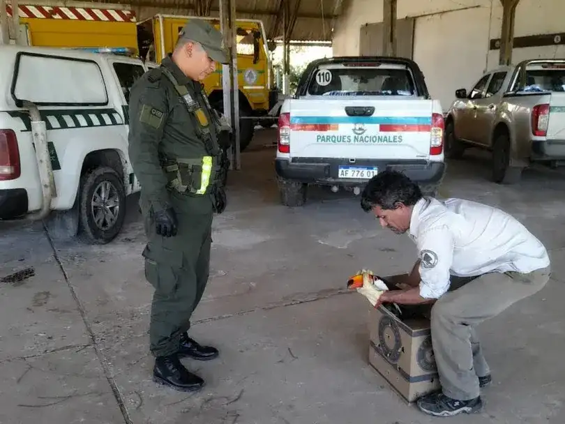 Gendarmería salvó a un tucán desorientado en Formosa
