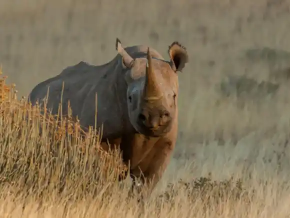 La caza furtiva de rinocerontes africanos cae a su nivel más bajo en una década, pero persisten las amenazas
