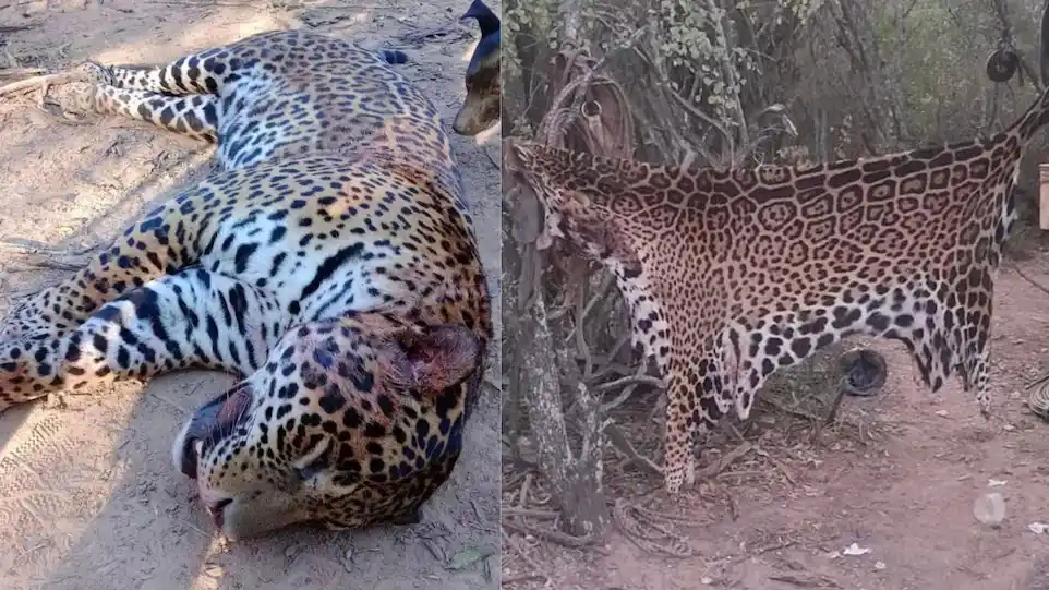 Después de matar al animal, lo despellejaron y se lo comieron