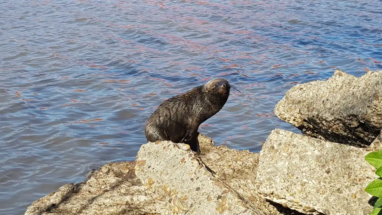 Trasladaron a San Clemente al lobito marino que apareció en Gualeguaychú