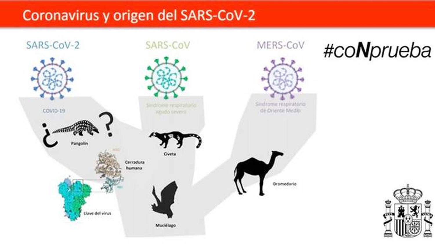 El MERS-CoV podría estar a solo unas mutaciones de ser una amenaza pandémica