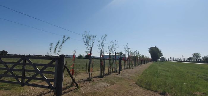 cortinas forestales - 1