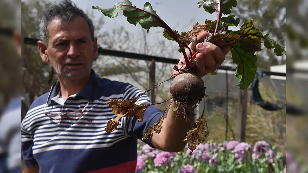 Domingo “Mingo” Boscacci en la huerta de 500 metros cuadrados