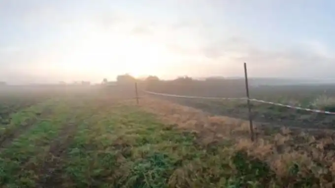 Horror en La Plata: hallan a nene de 2 años muerto, con signos de mordedura de perros