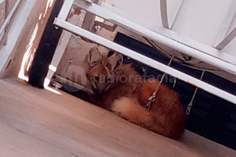 Rescataron un aguará guazú en pleno centro de una ciudad de la región