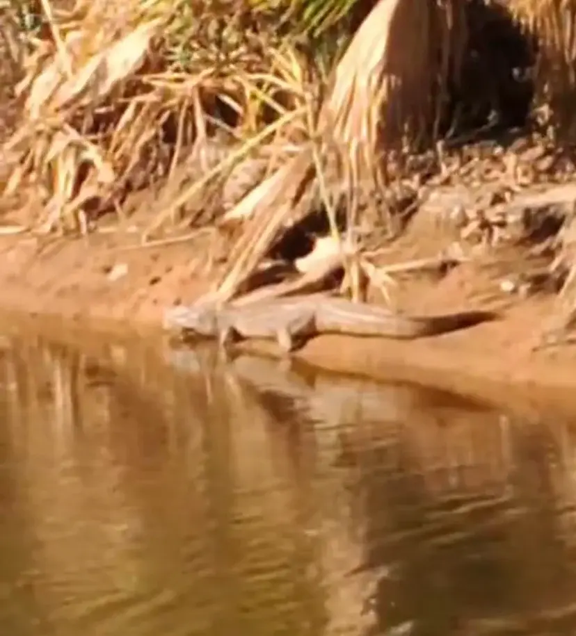 Sorpresa: encontraron un yacaré en la laguna del Parque Cincuentenario