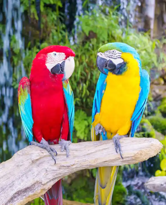 Por qué se celebra el 29 de abril en la Argentina el Día del Animal