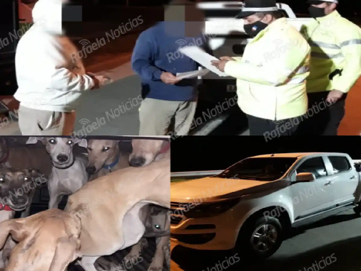 Josefina: rescataron 9 galgos hacinados en una camioneta 
