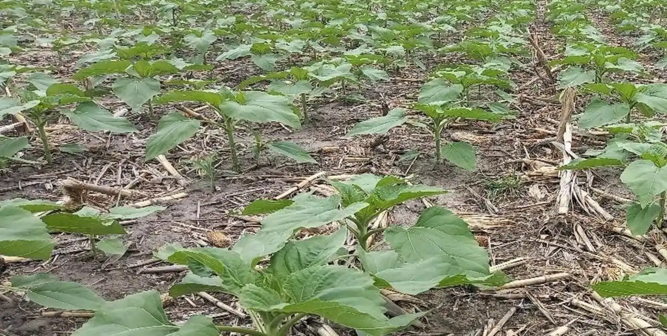 En el Centro-Norte de Santa Fe, la siembra de girasol viene con un 23% de avance.