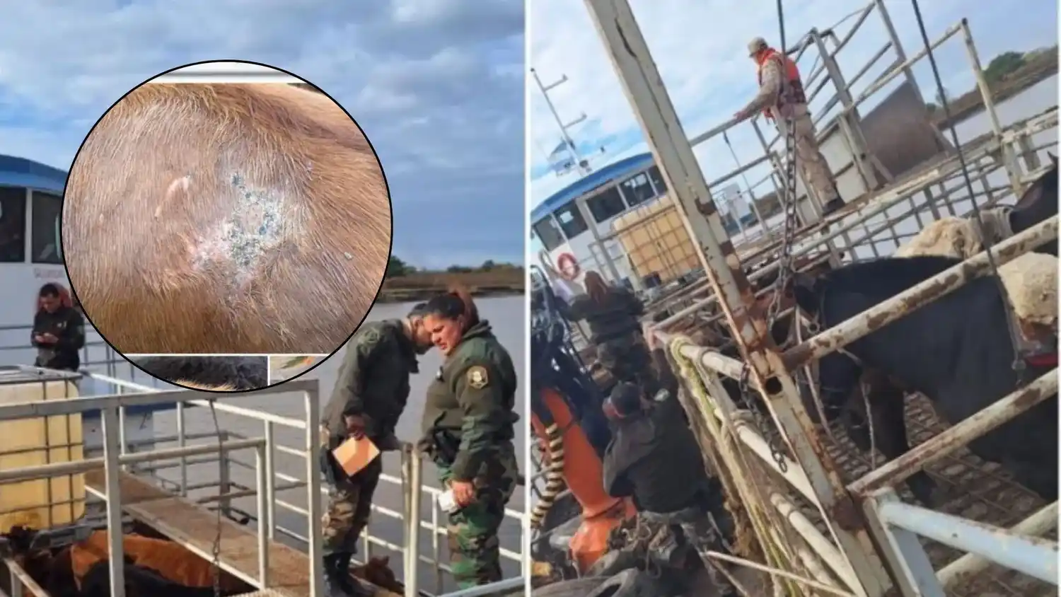 El operativo realizado en Baradero. Se inspeccionaron barcazas y animales, algunos con marcas borradas.