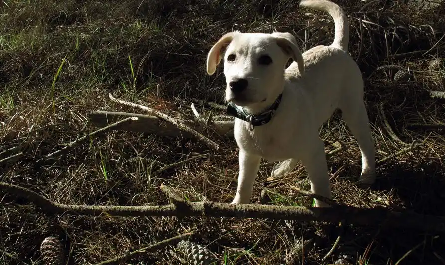 La pirotecnia, el terror de los animales en las fiestas