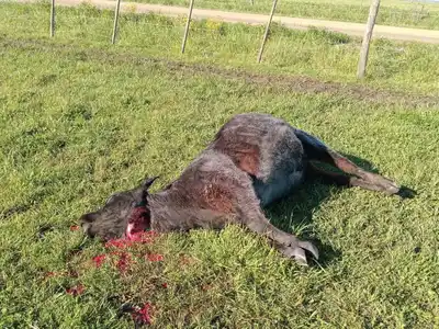 Un productor víctima de abigeato cuestionó la falta de patrullajes y efectivos en la zona rural