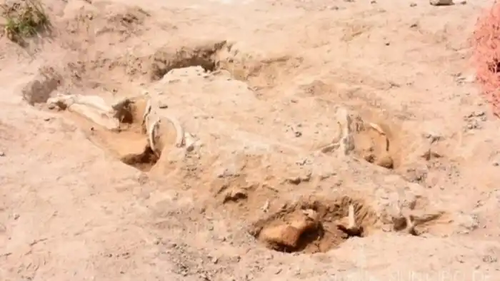 Perezoso Gigante fósil