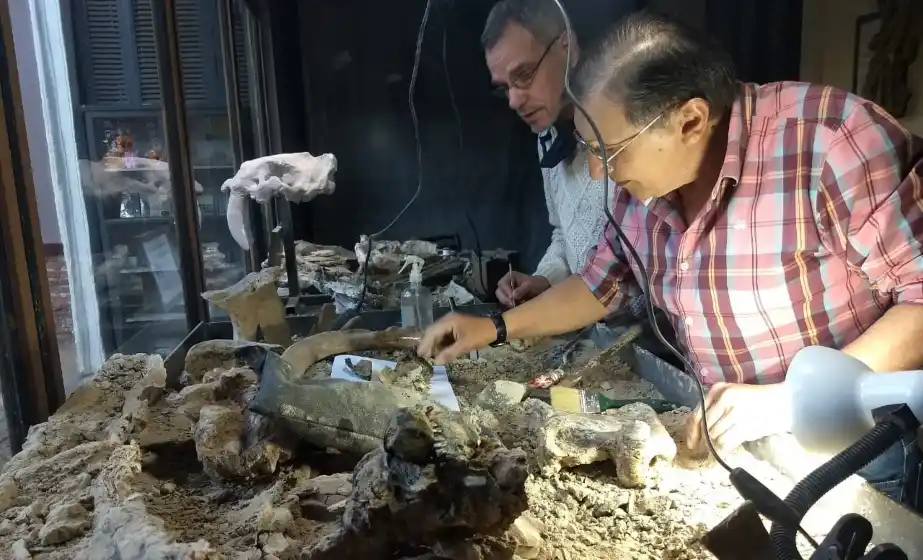 Descubren vértebras fosilizadas de un oso que vivió hace unos 200.000 años