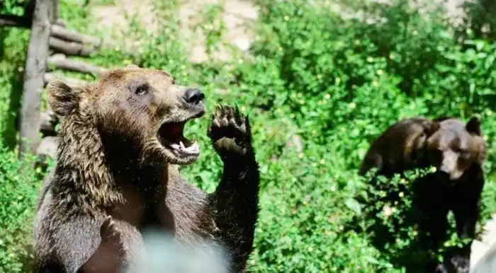 Tres osos de Córdoba llegarían a Colón