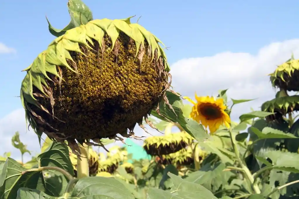 El Agropecuario pone la lupa en el girasol