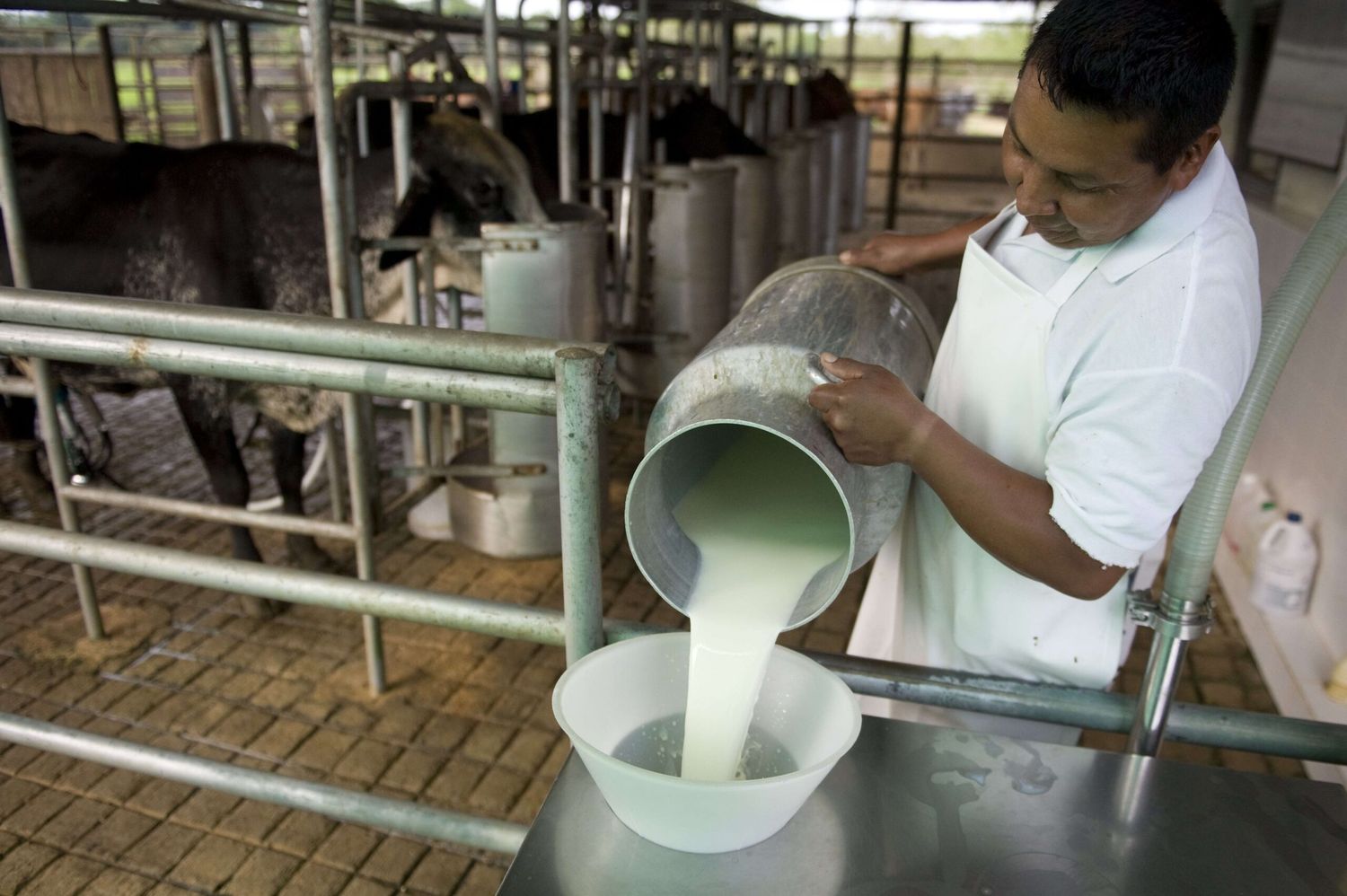 La producción de leche en Argentina va a contramano del mundo
