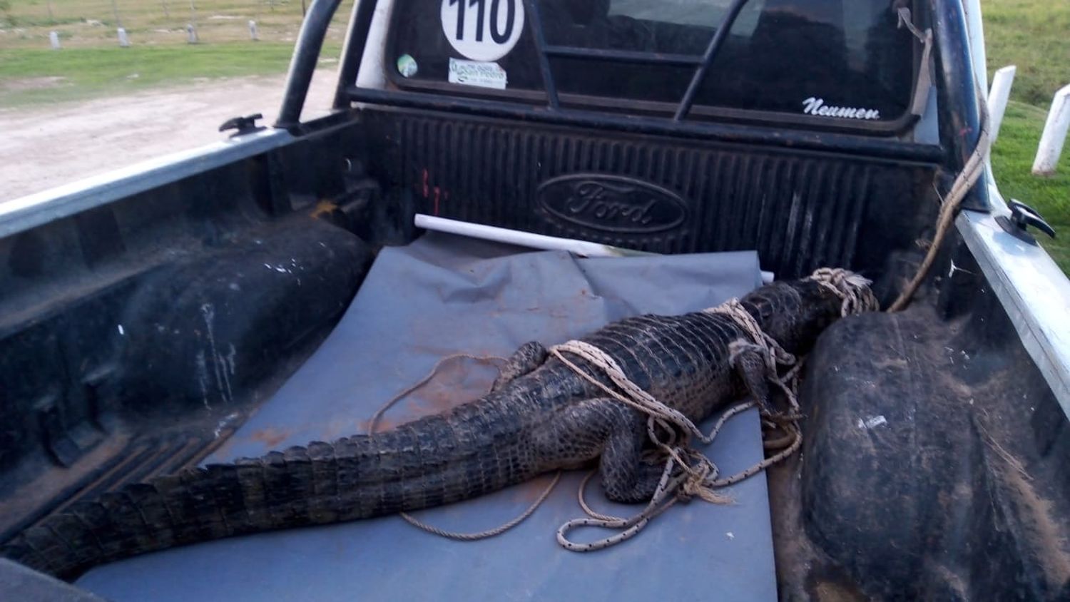 Capturaron un yacaré en la zona de islas, lo curaron y liberaron
