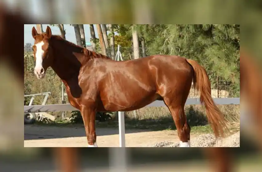 Robo, carta amenazante y denuncia: pelea entre vecinos por un caballo maltratado