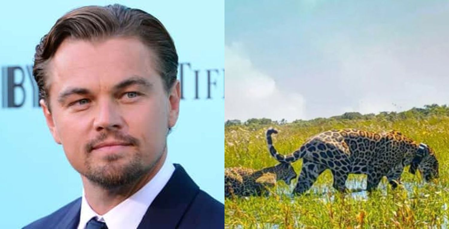 Leonardo DiCaprio celebró el aumento de la población de yaguaretés en Corrientes