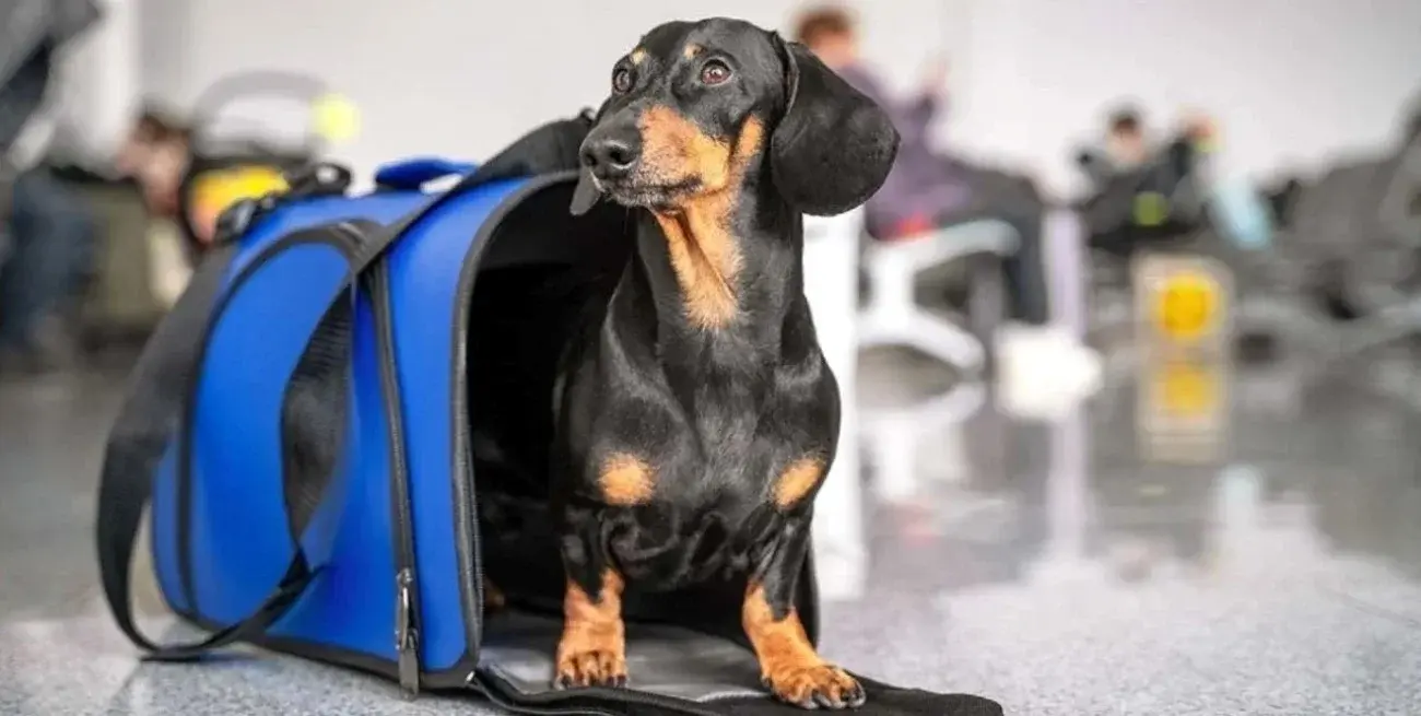 Entre Ríos se convirtió en la primera provincia pet friendly del país: cómo funcionará la nueva propuesta turística