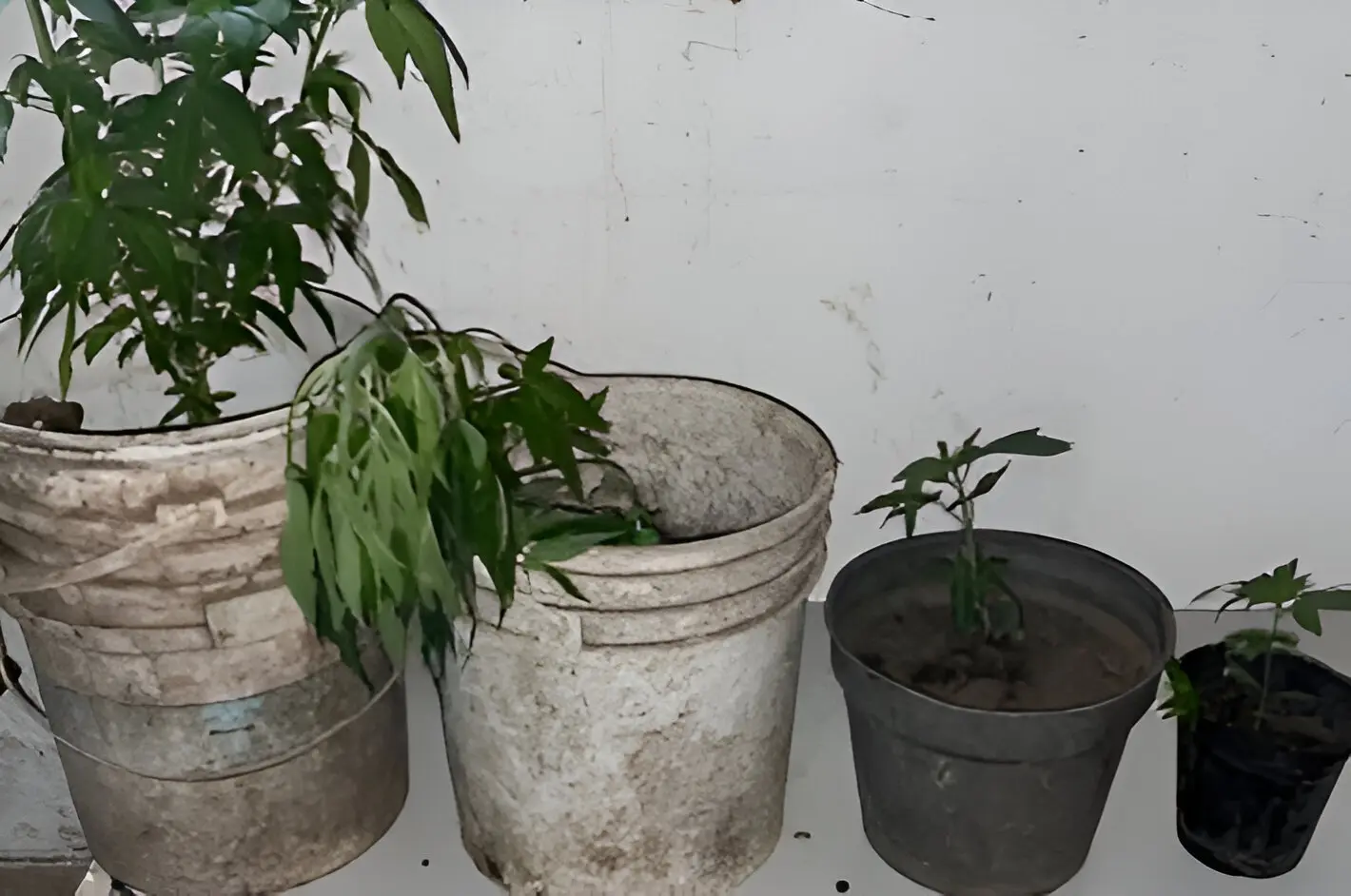 Las plantas secuestradas durante el allanamiento.
