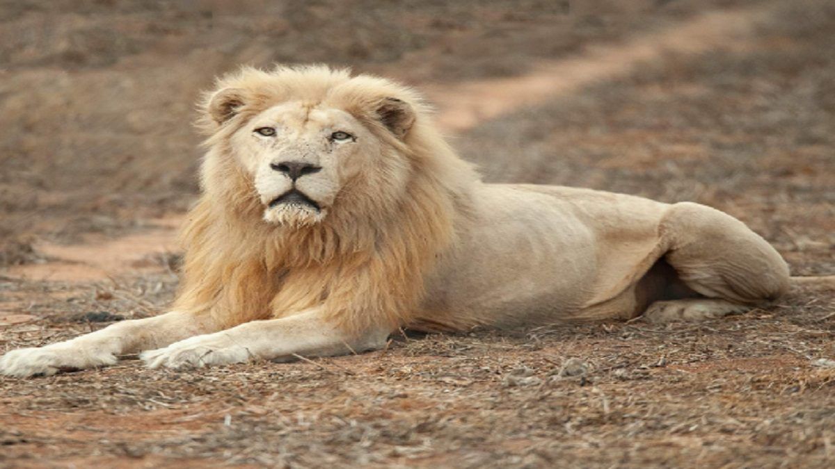 ¡RECONOCE QUE LOS CLAP NO PRODUCEN! Nicolás Maduro se trae unos leones blancos de Sudáfrica