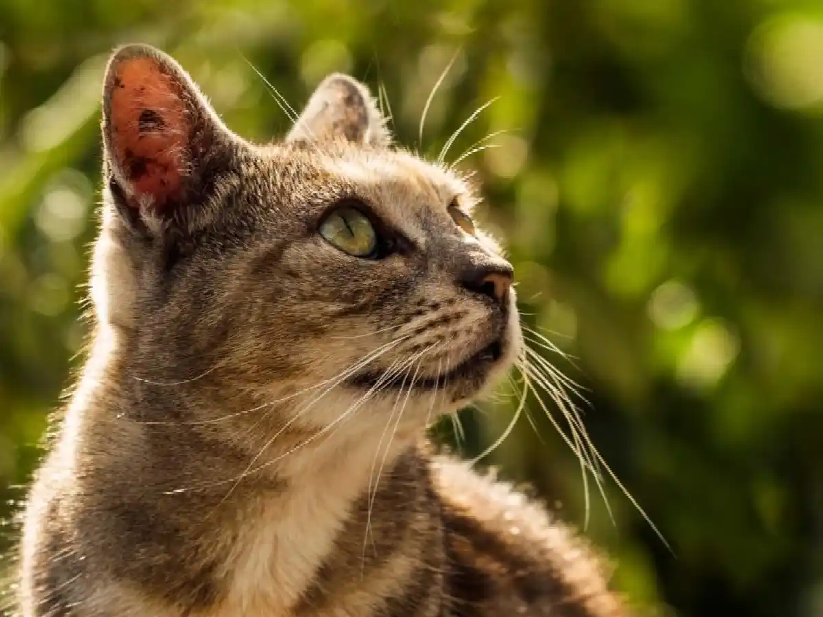 Un gato le amputó tres dedos a un bebé mientras dormía