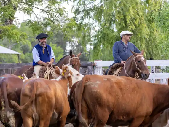 Firme demanda y precios sostenidos en el remate de Mendizábal en Gualeguay