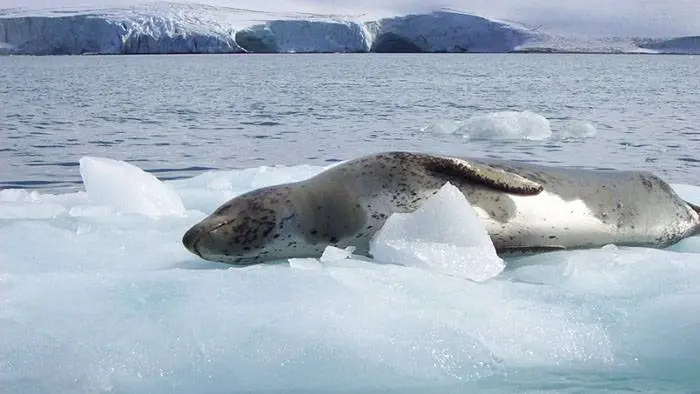 El Irízar sumó a cuatro biólogos para observar la fauna del Mar Argentino y la Antártida