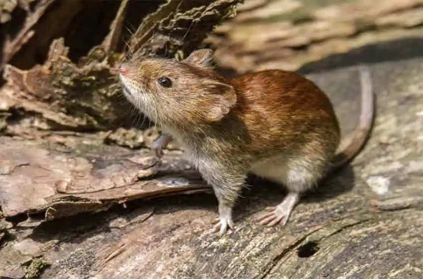Volvió de viaje con fiebre hemorrágica, lo internaron y falleció en un sanatorio de Rosario