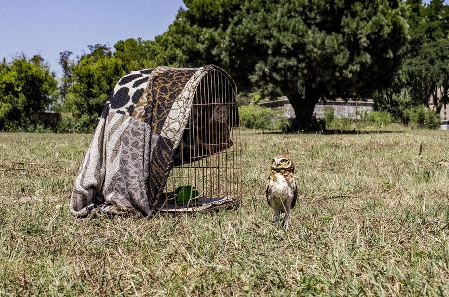 Liberaron dos animales silvestres en la reserva natural Laguna de los Padres