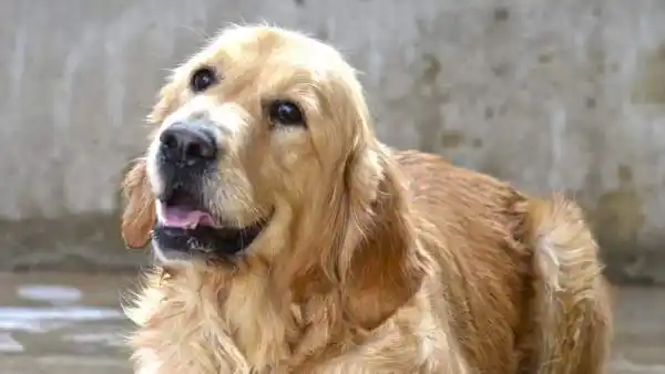 A través de una ONG proteccionista, los perros vuelven a la Expo Rural