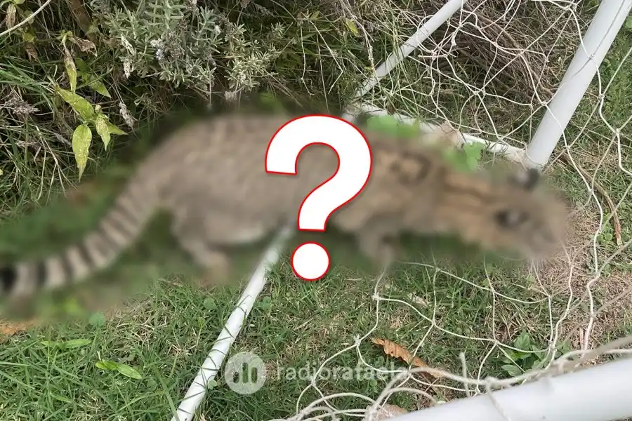 Sorpresa en barrio Belgrano: apareció un extraño felino que alertó a los vecinos