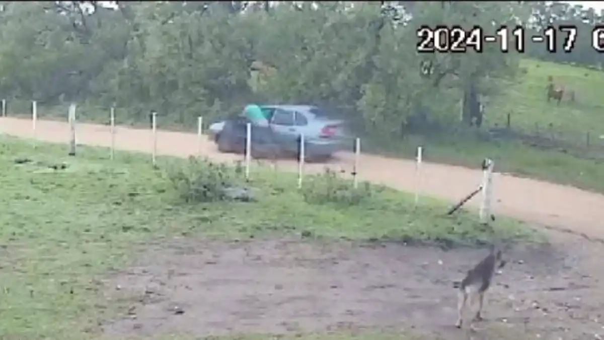 Quedó registrado. Por una cámara de seguridad el momento  en que abandonó a la perra